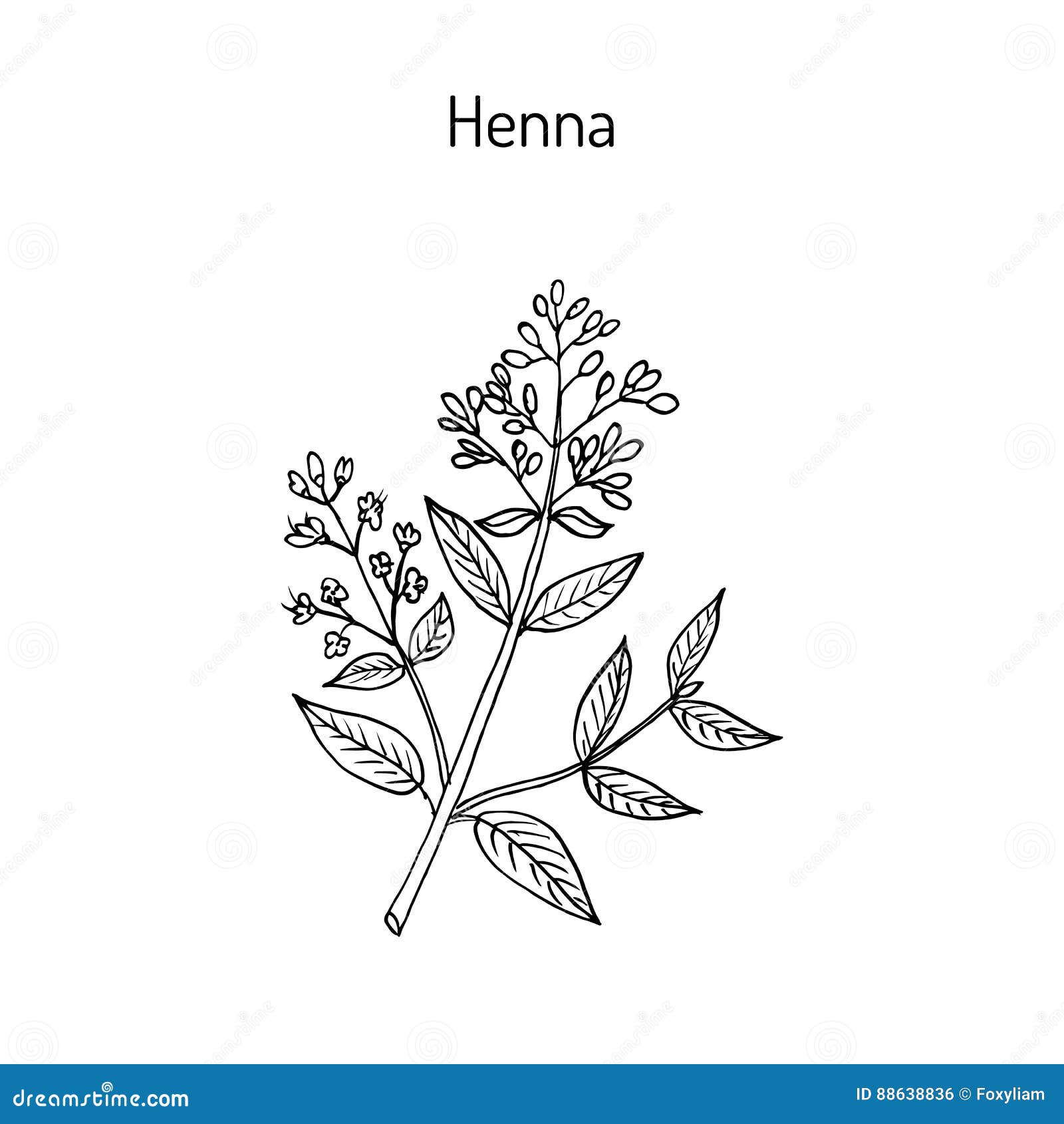 henna or hina
