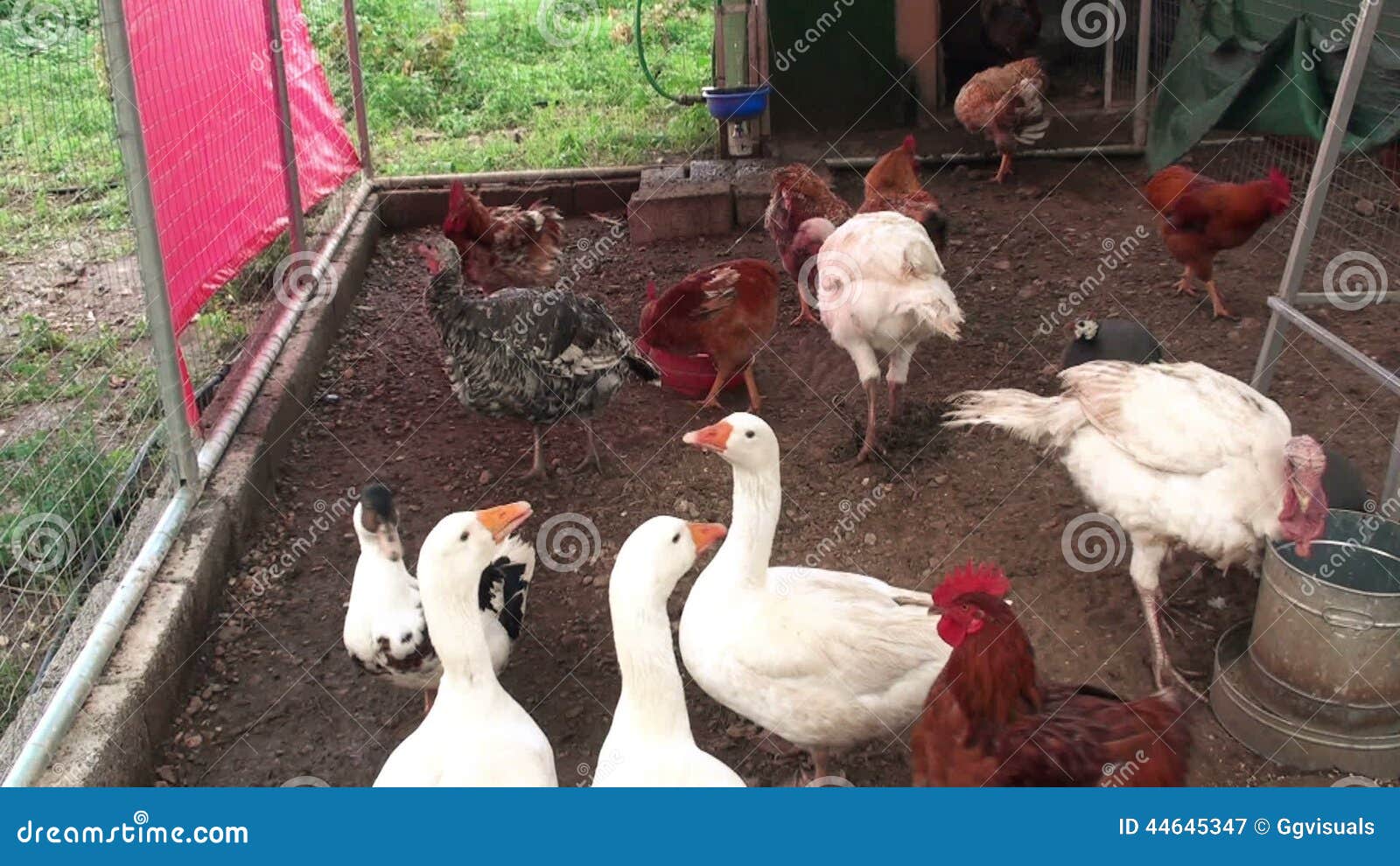 the picture of hennery এর চিত্র ফলাফল