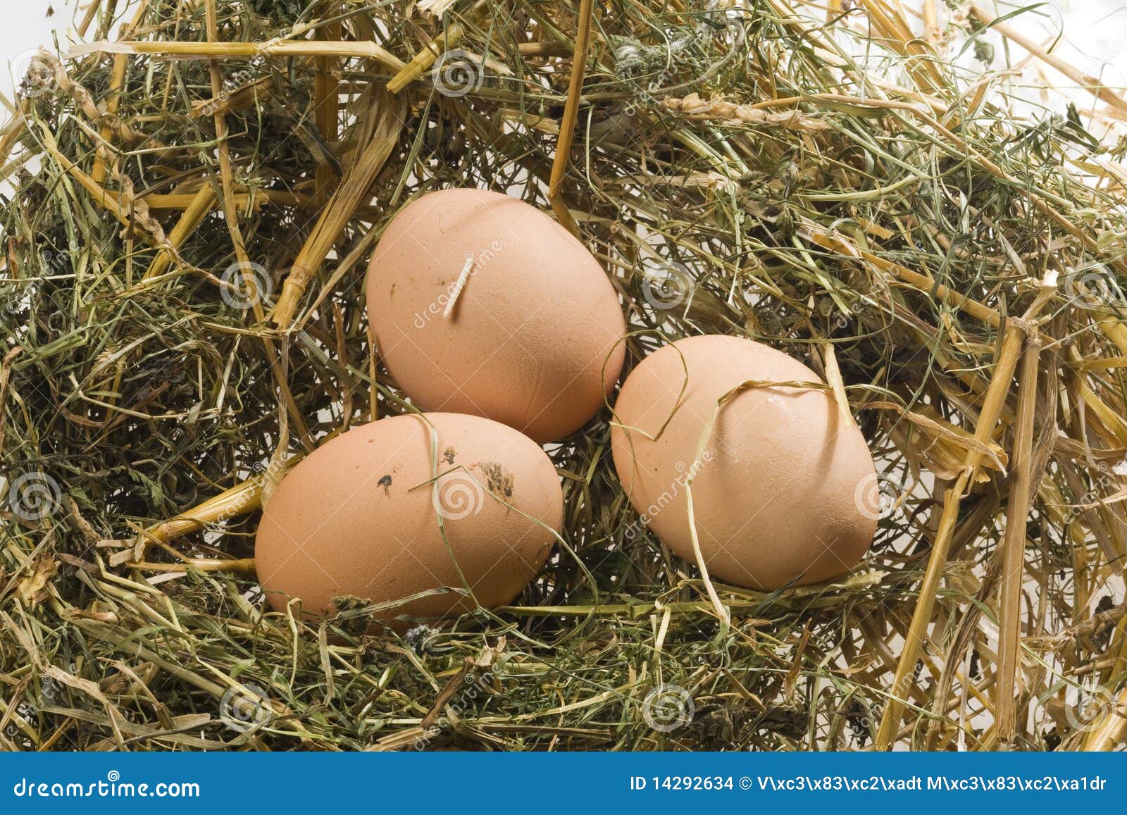 Henns Eggs on Poultry Deep Litter Stock Photo Image of farm, farming
