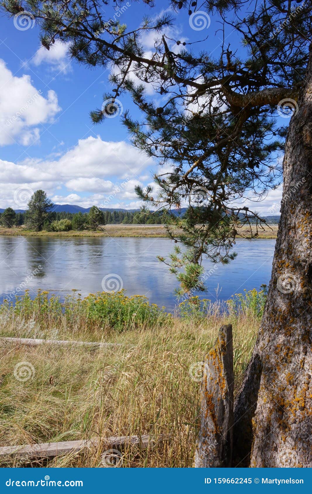 Henry`s Fork Snake River Idaho Stock Image Image of plants, tranquility 159662245