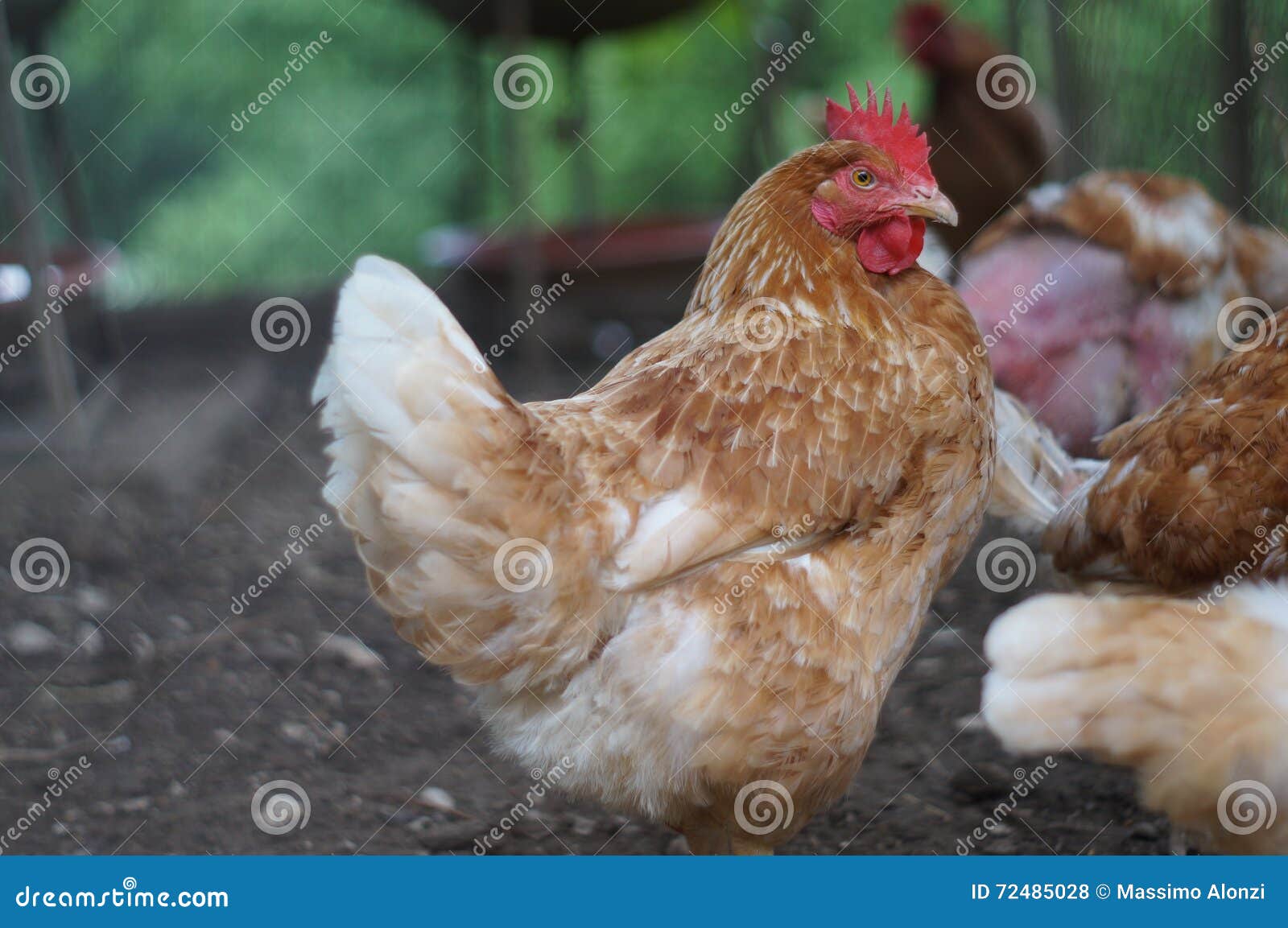 Hens stock photo. Image of eating, hens, meat, enclosure 72485028