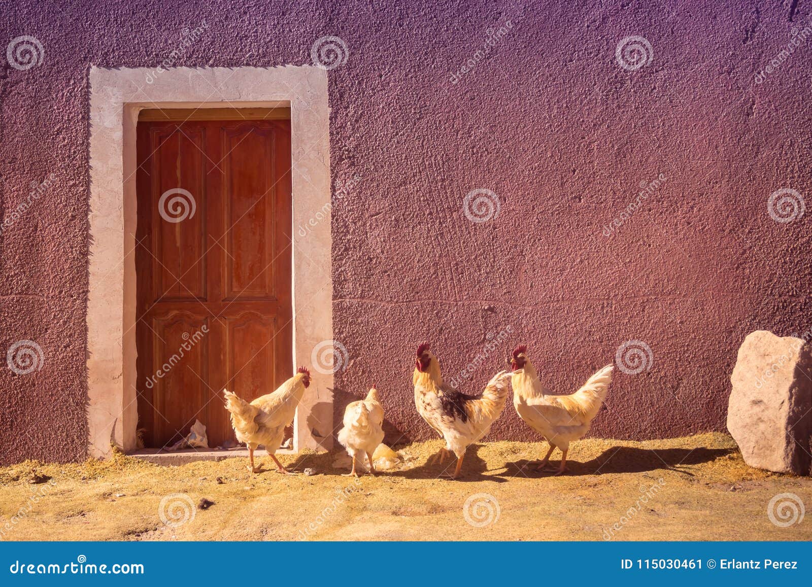 hens and chickens in front of a rural house in bolivia