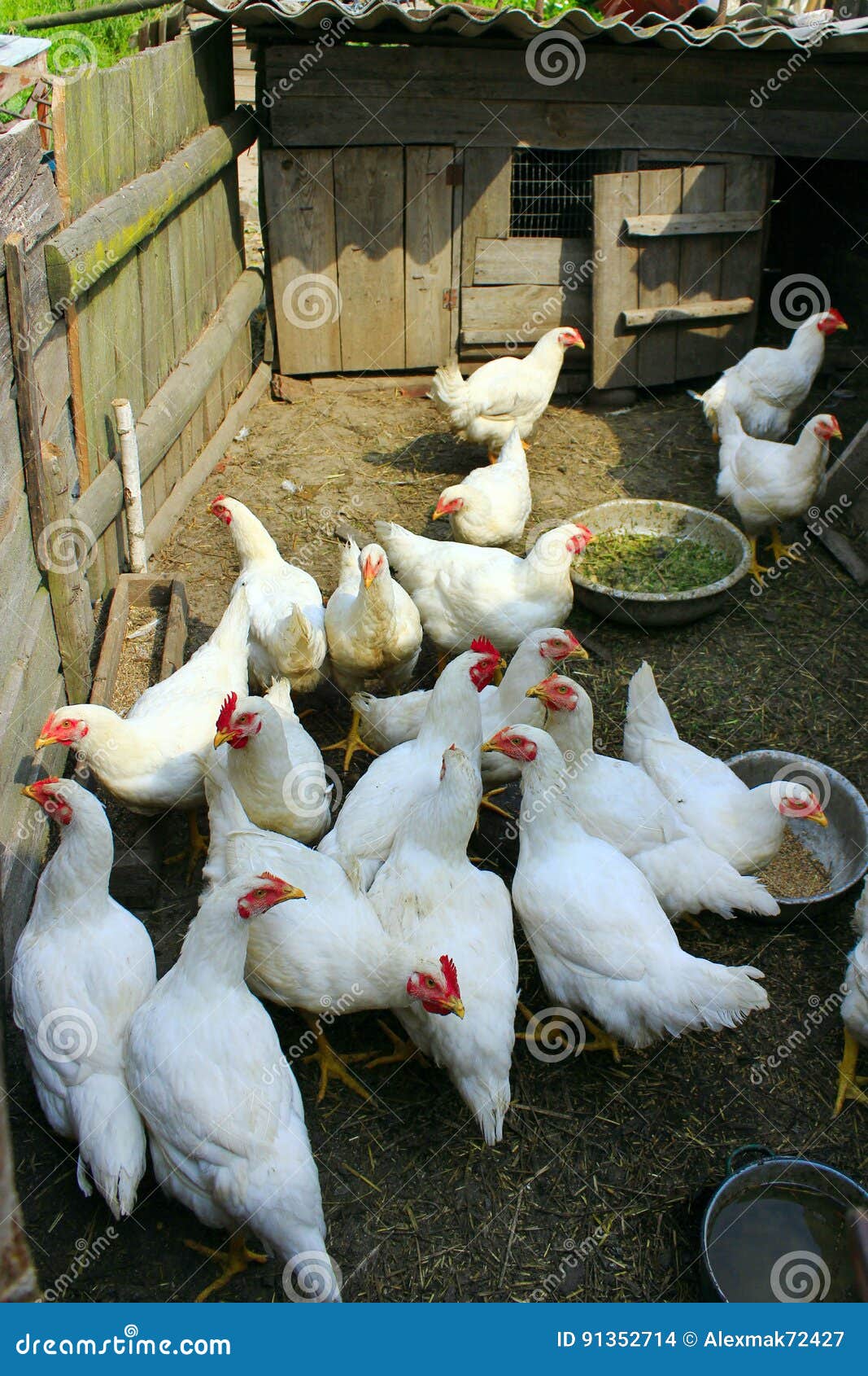 Hens Eat on the Poultry Farm Stock Photo Image of pets, enclosure