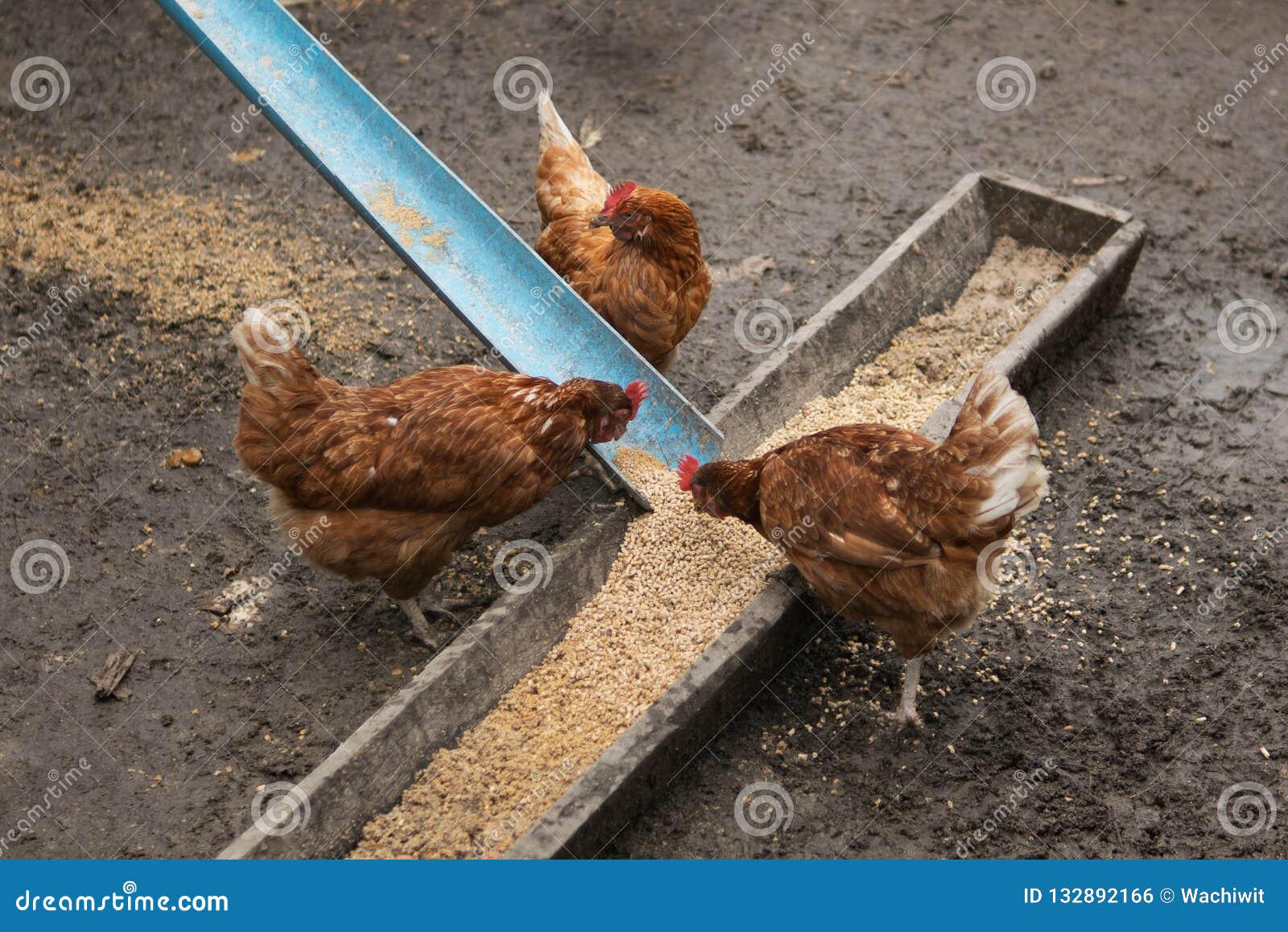 Hens in a farm eating food stock photo. Image of nature 132892166