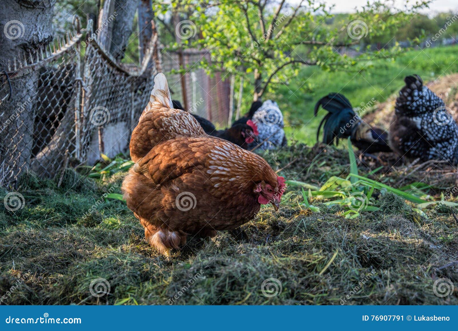 Hens Feed On The Traditional Rural Barnyard Chicken Standing On