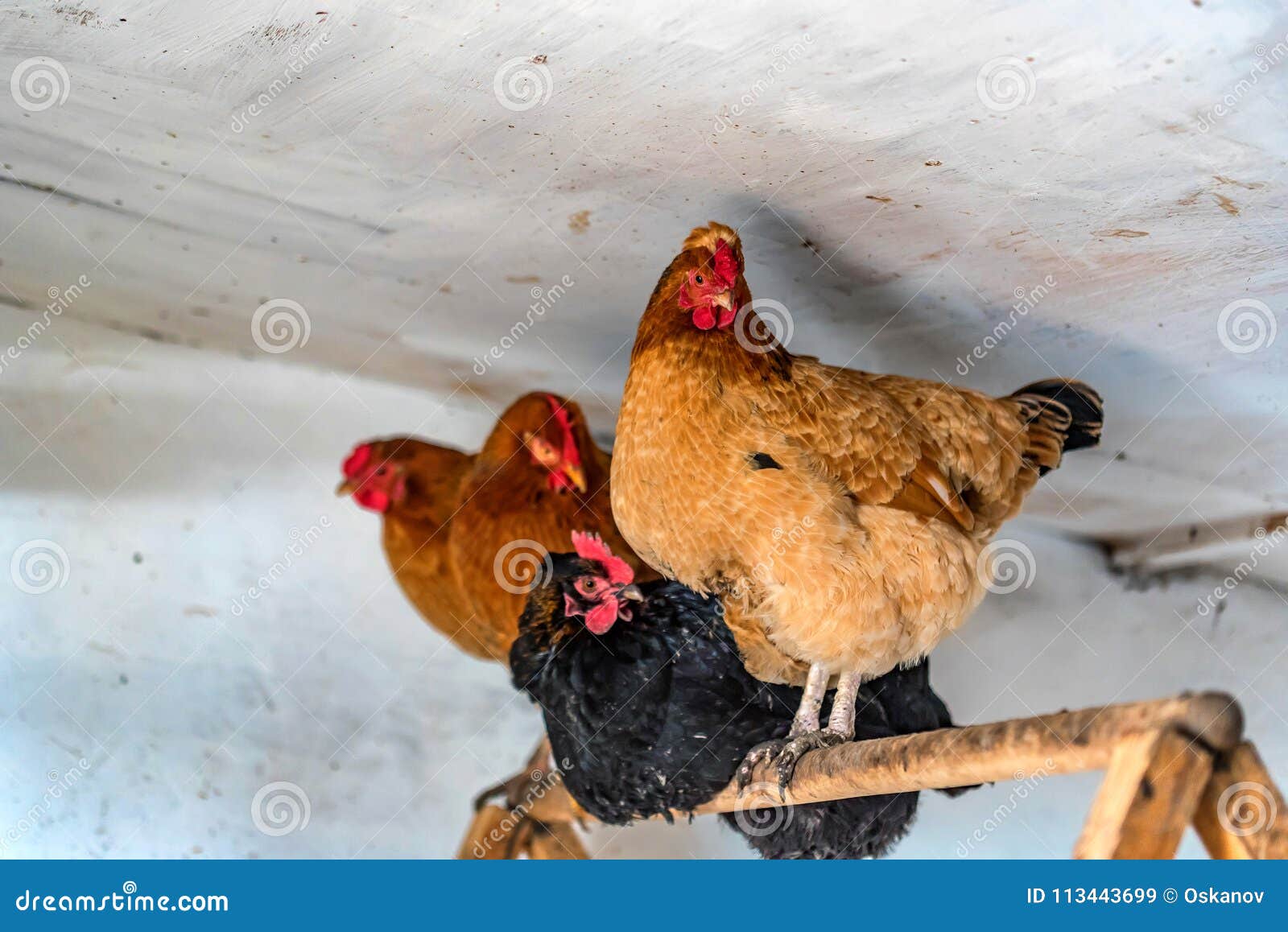 Hens in Hen House Sit on Perch Stock Image Image of farming, cluck