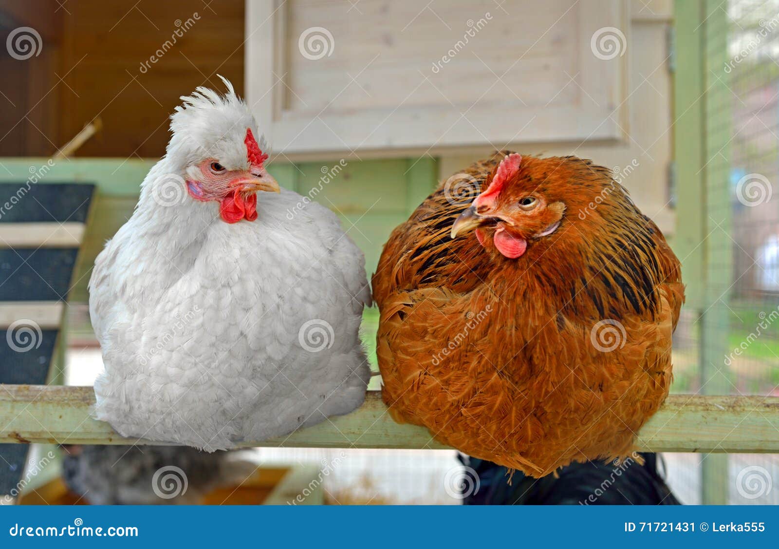 Hens in henhouse stock image. Image of fowl, nature, feather 71721431