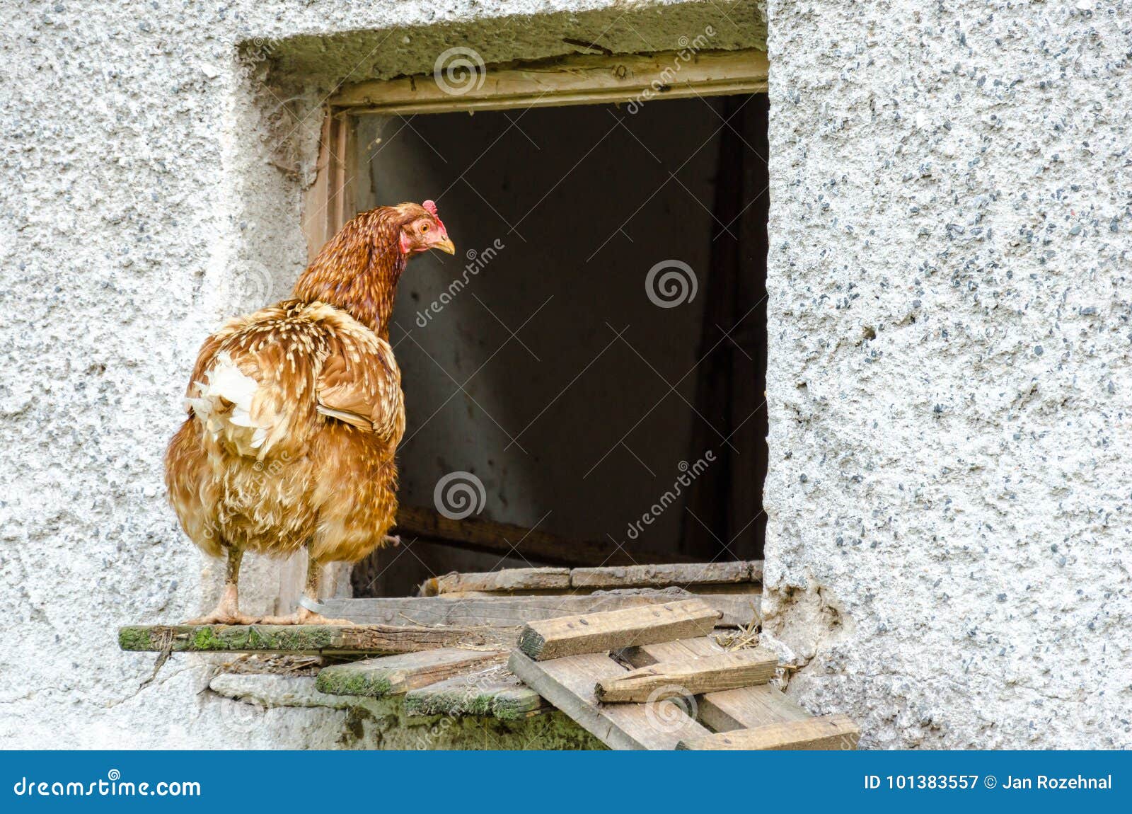 Hens leaving their coop stock image. Image of henhouse ...