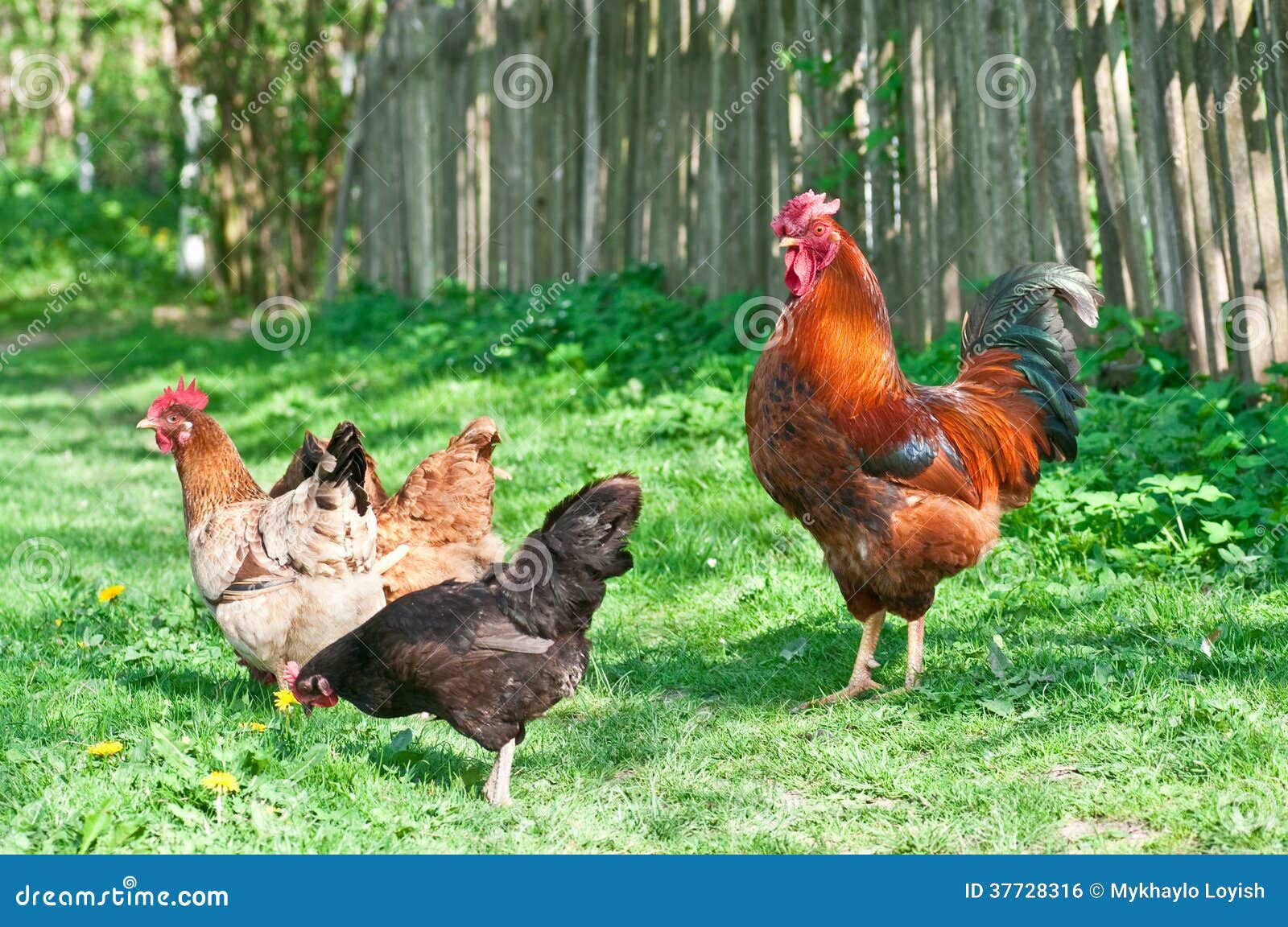 Hens and rooster stock photo. Image of food, nature, chick - 37728316