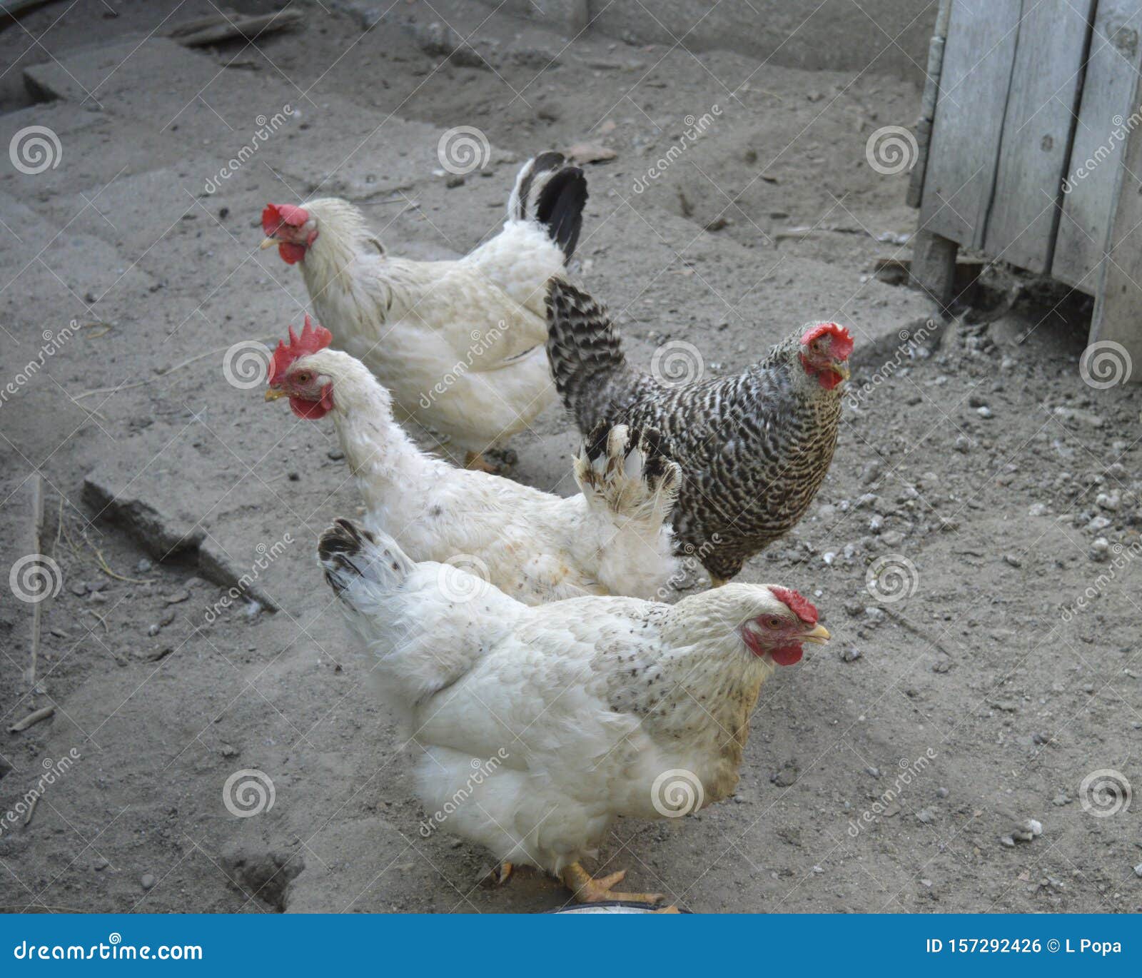 Hens in the Yard with Sand. Stock Photo Image of animals, hens 157292426