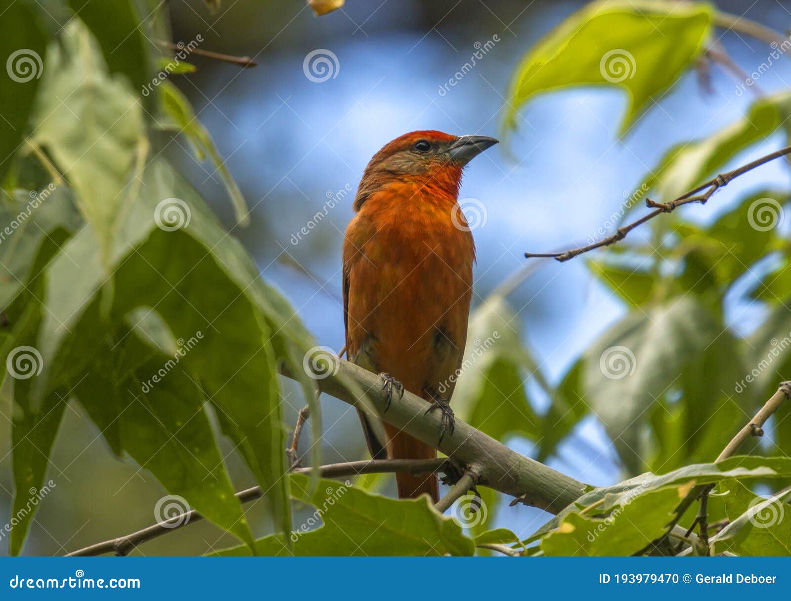 hepatic tanager in arizona forest