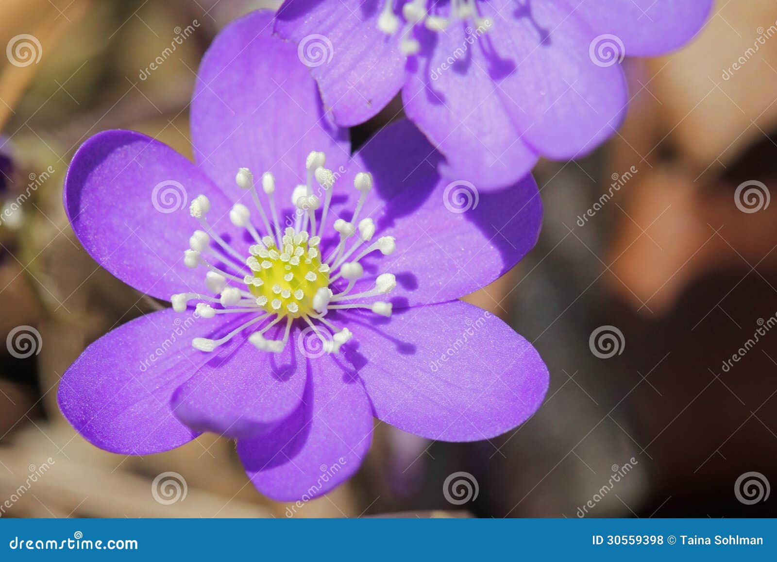 hepatica nobilis flower
