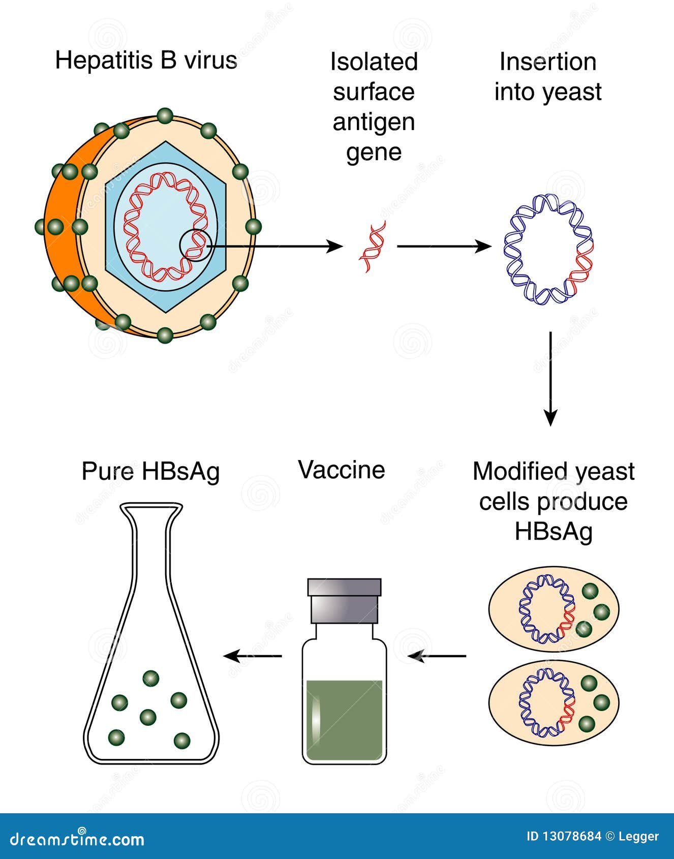 Hepatitis B vaccine