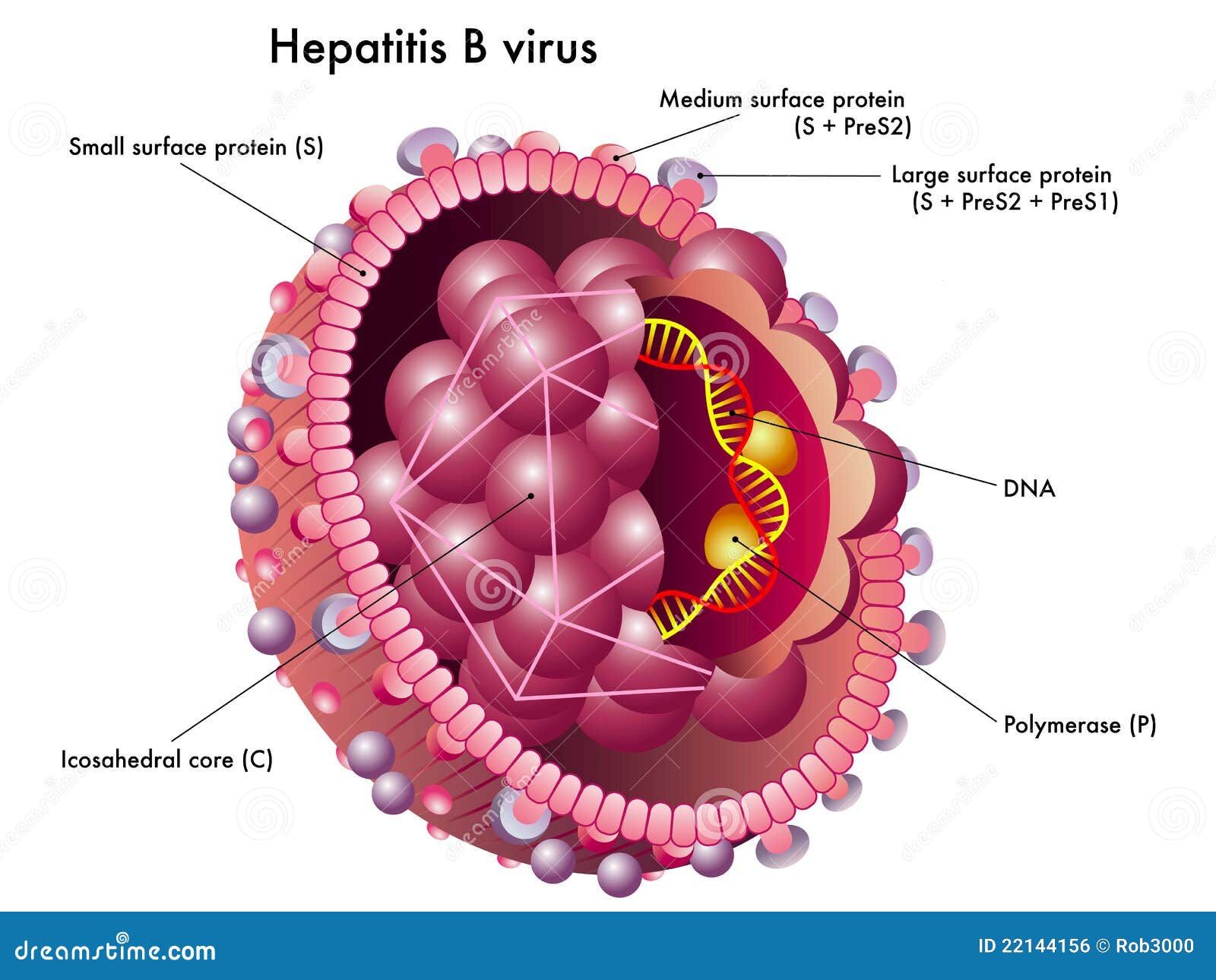 Hepatita B | sanchi.ro