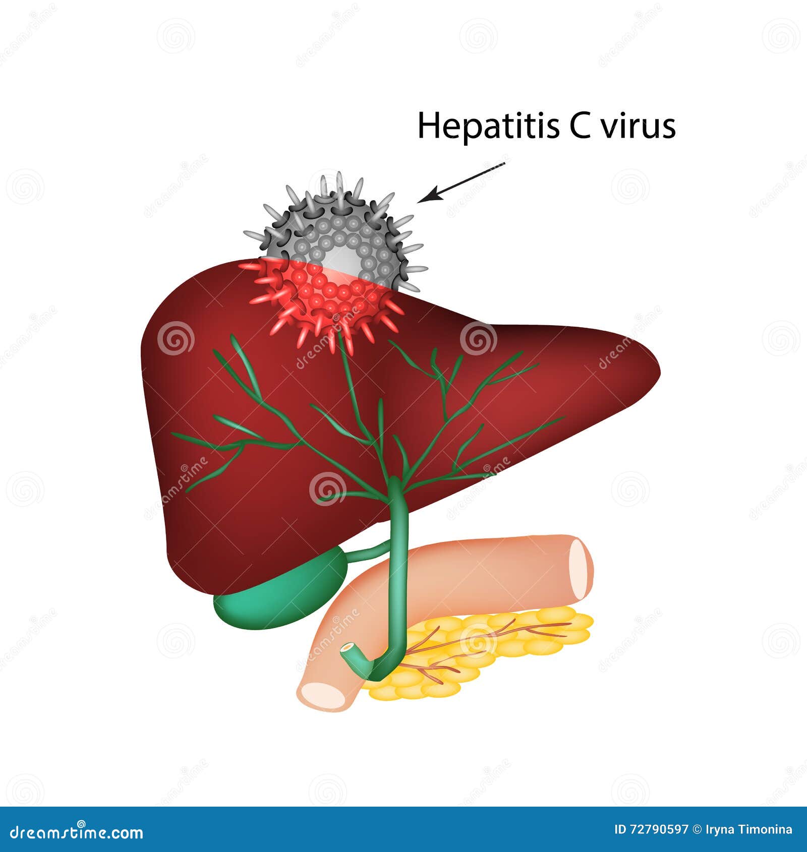 Liver Structure And Anatomical Organ Function Explanation Outline