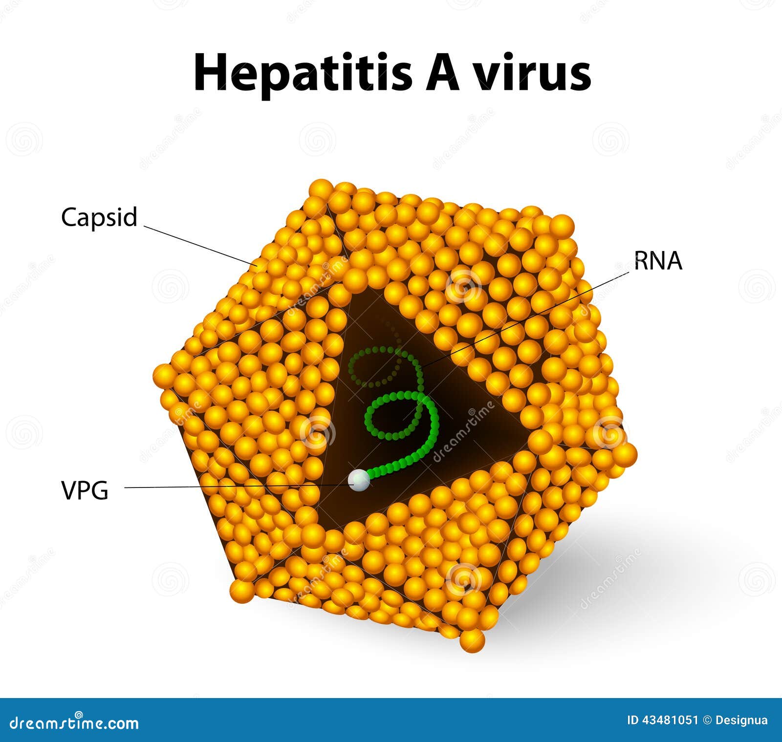 hepatitis a virus structure