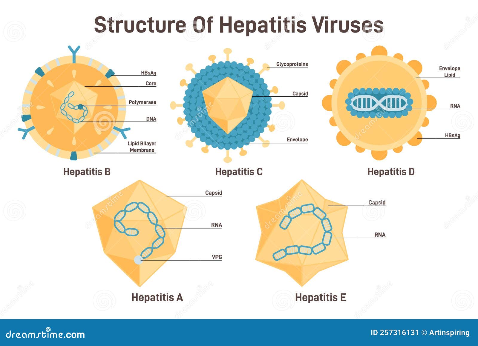 presentation of hepatitis viruses