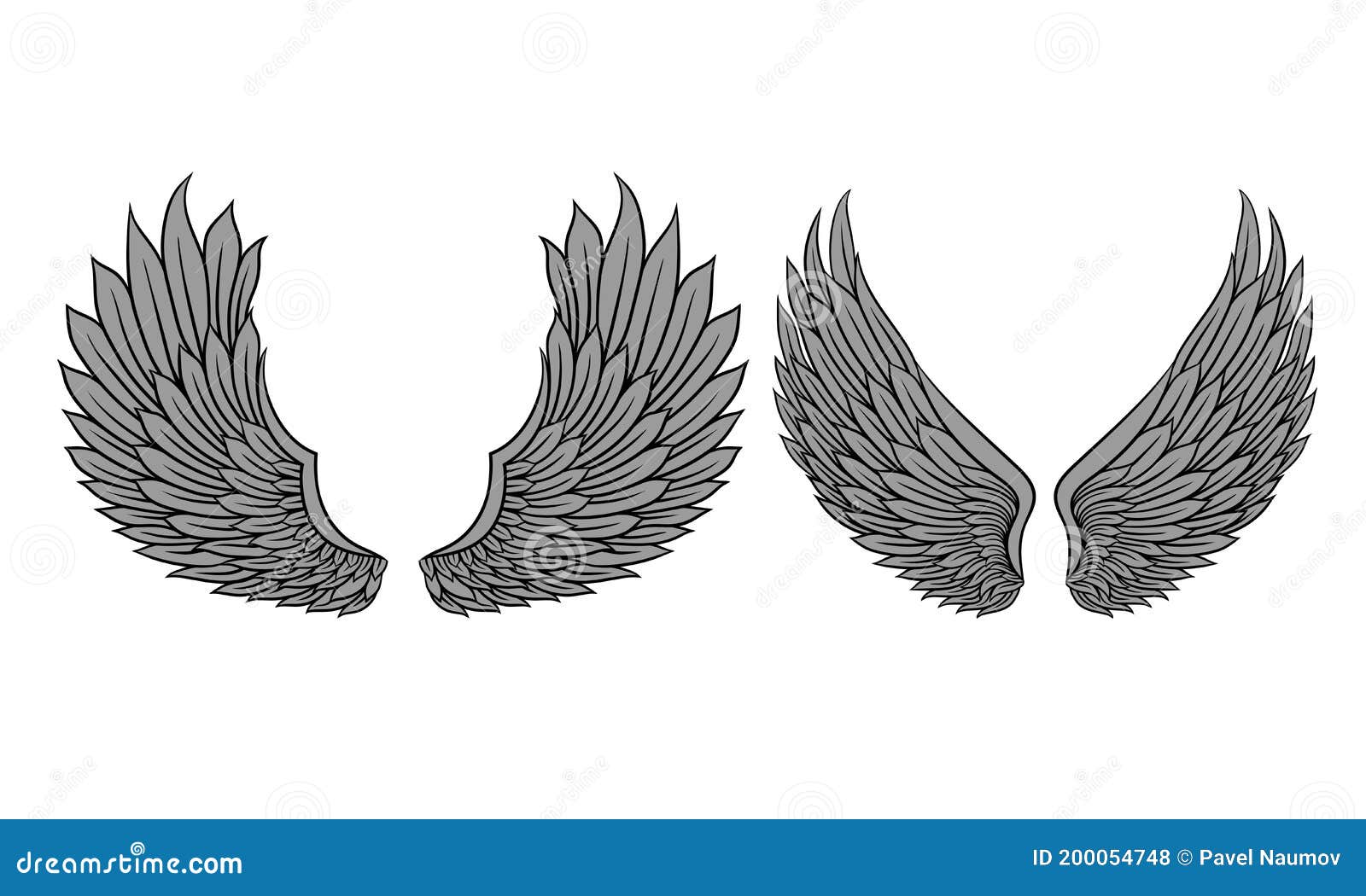 heraldic wings with feathers  on white background  set