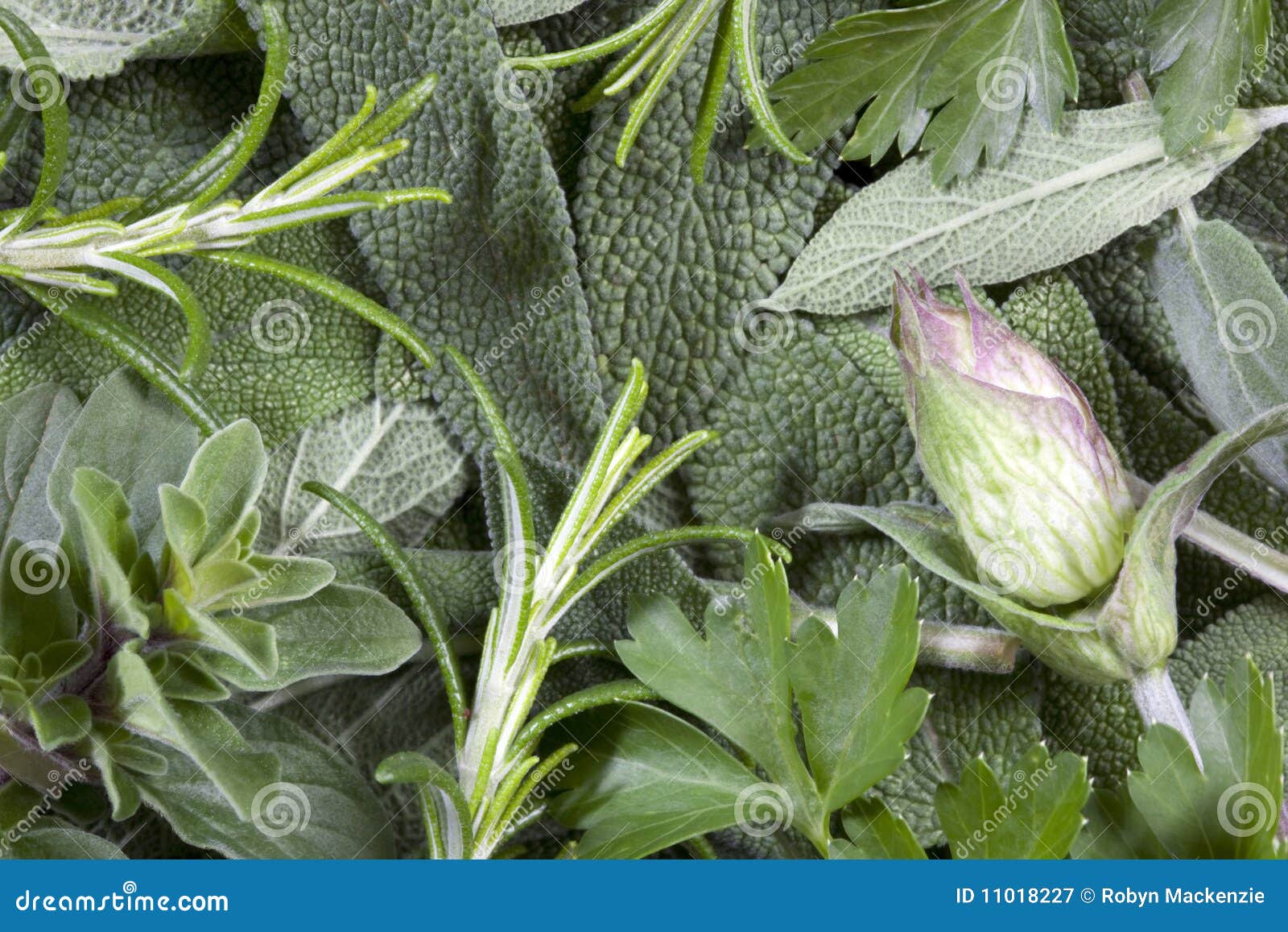 Herb Background stock image. Image of oregano, rosemary 11018227
