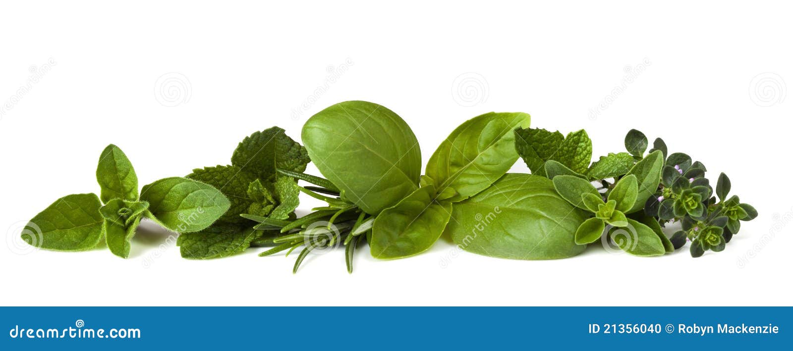 Herb Border on White stock photo. Image of thyme, fresh 21356040