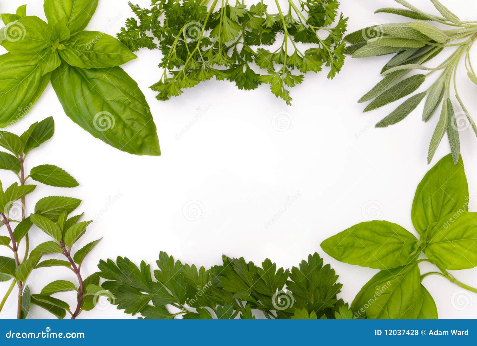 Herb Border On White