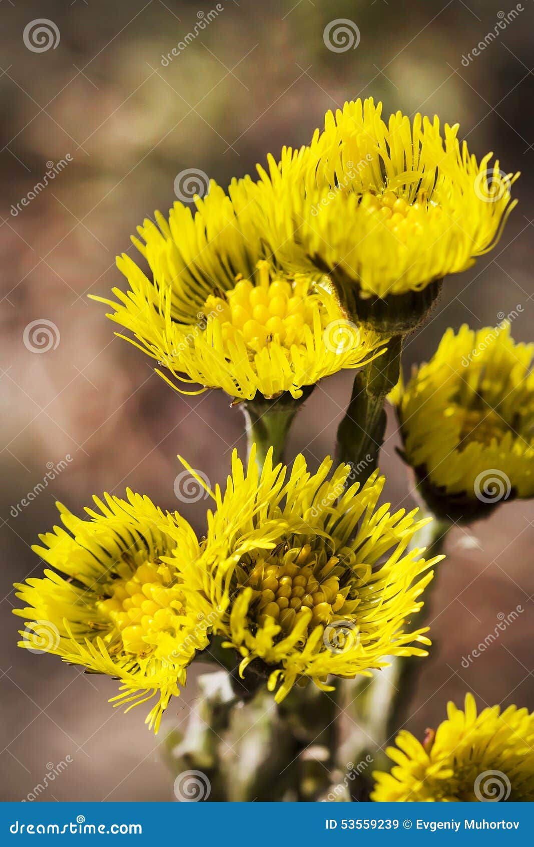 Herb Coltsfoot (Latin Tussilago) Stock Image Image of nature, growing