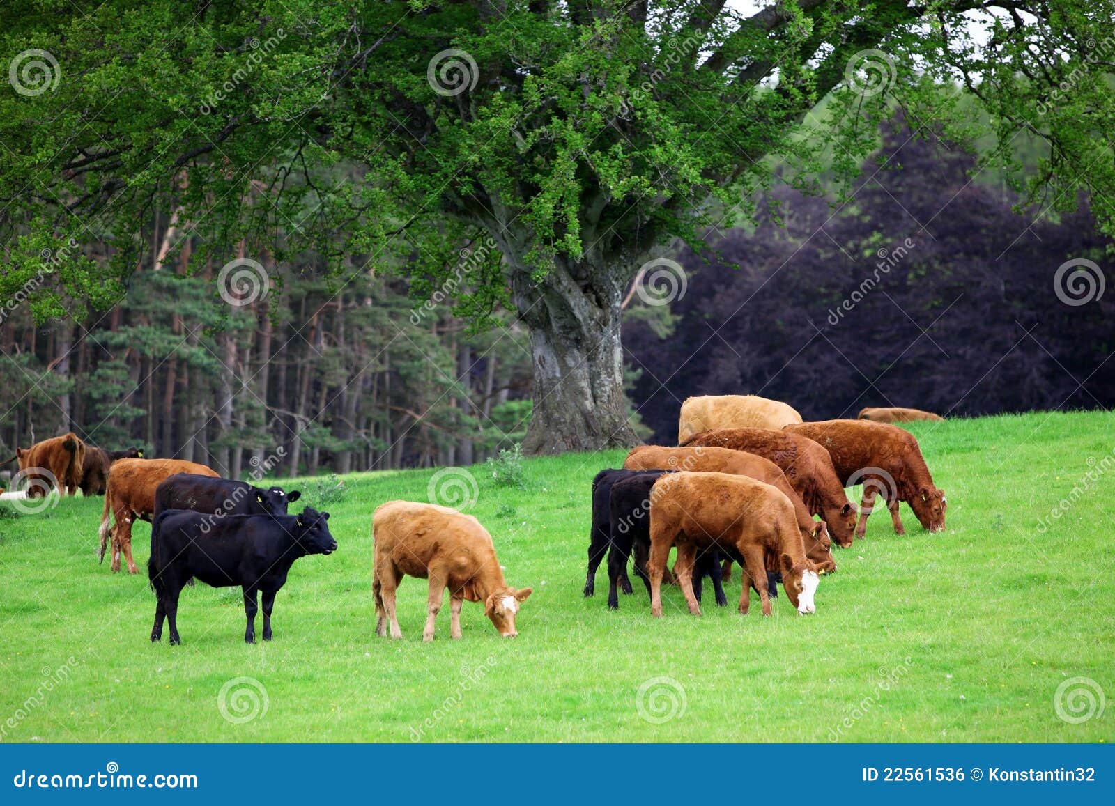 Herb Cows stock photo. Image of bovine, group, land, dairy 22561536