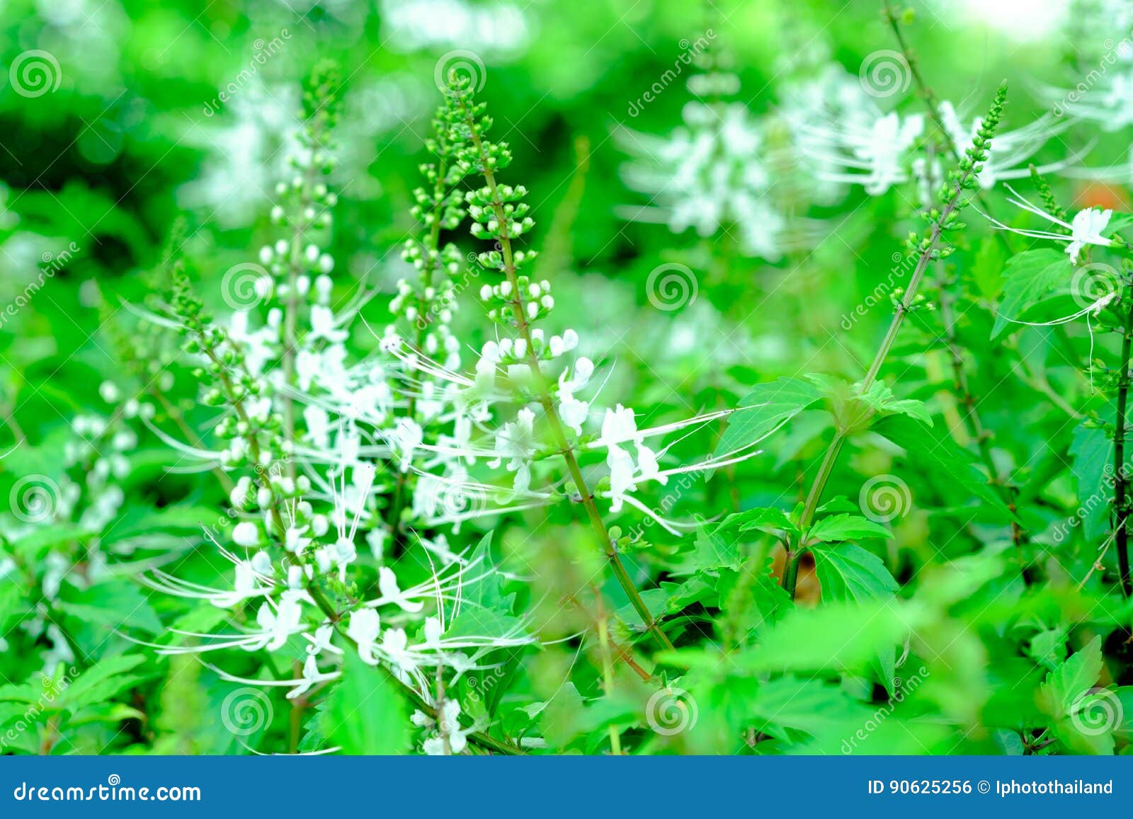 20 seeds Kidney tea Orthosiphon stamineus Benth Thailand herbs
