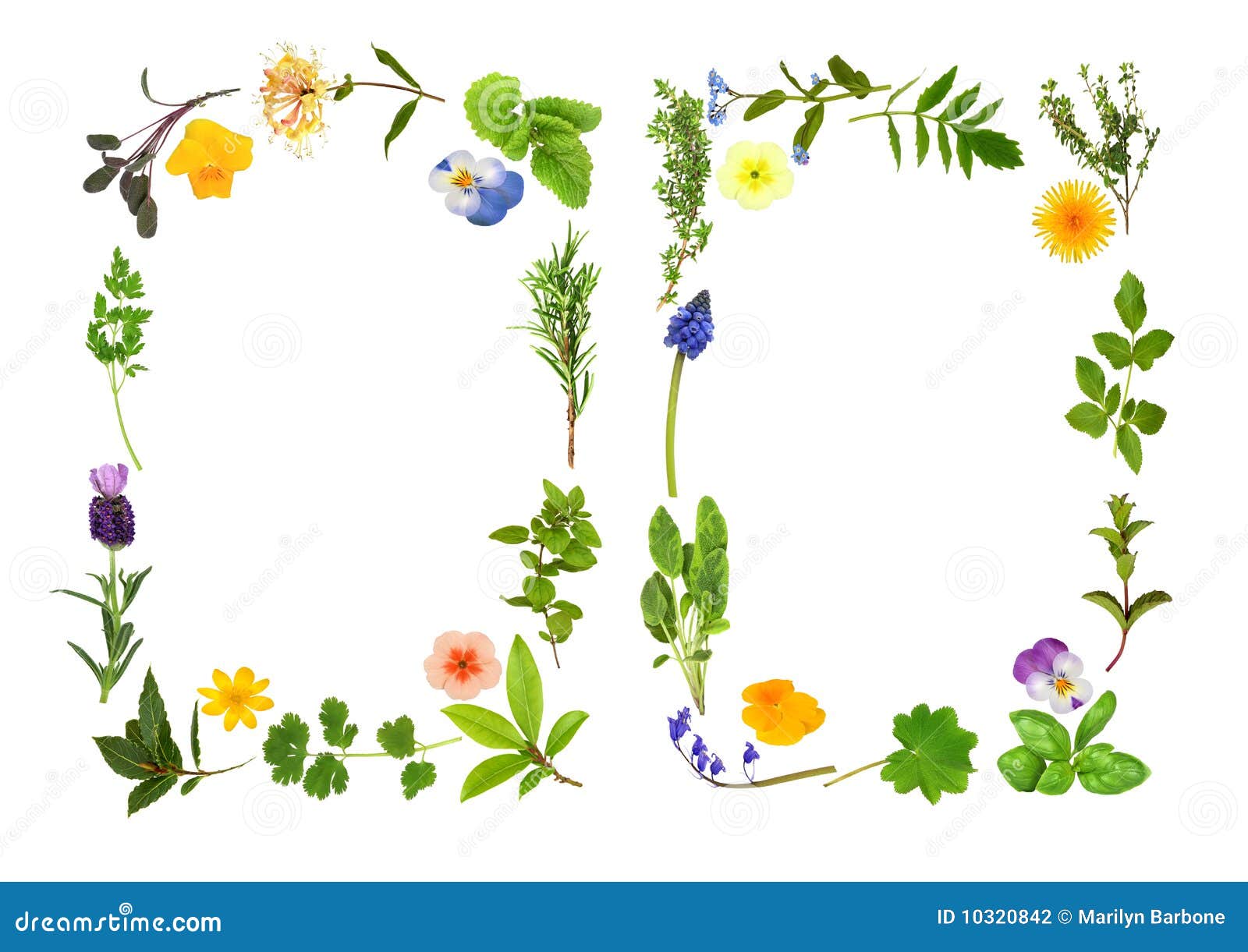 Herb and Flower Leaf Borders Stock Illustration Illustration of basil