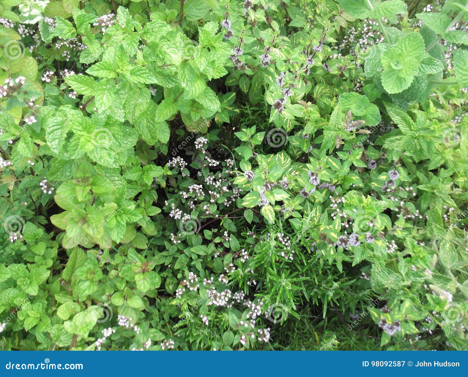 Mass of Herb Plants Growing Mixed Together. Stock Image Image of