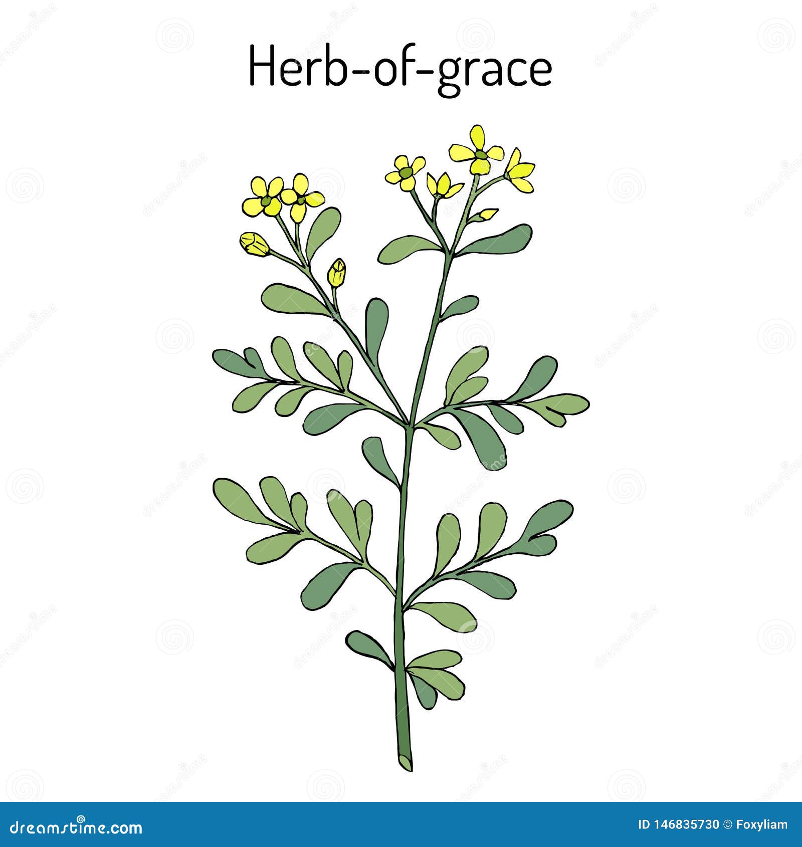 herb-of-grace ruta graveolens , or common rue, medicinal plant
