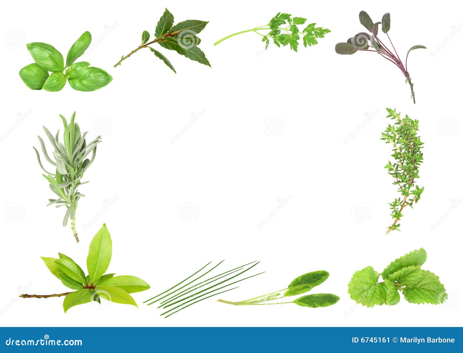 herb leaf border