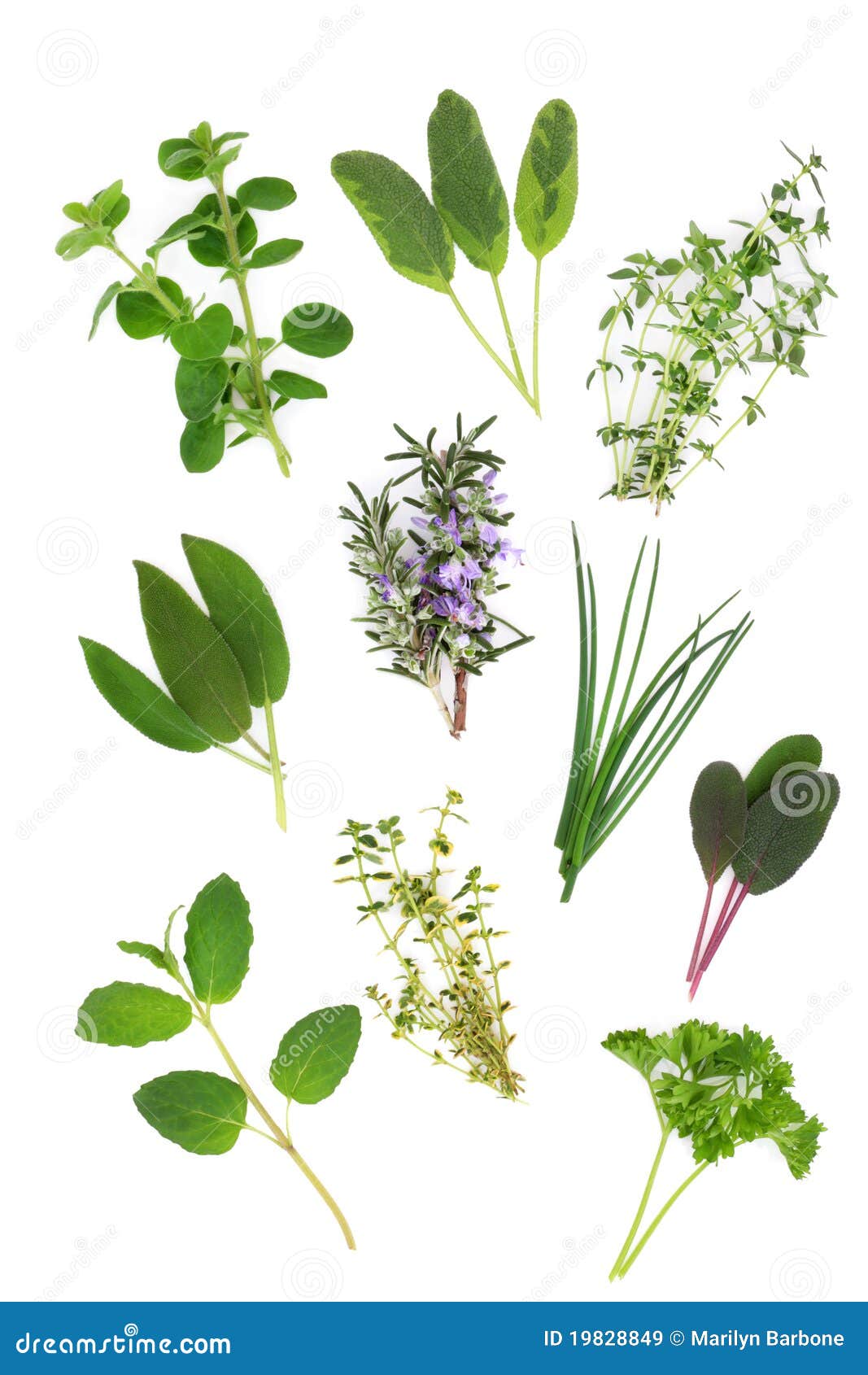 Herb Leaf Variety stock image. Image of herbal, nature 19828849