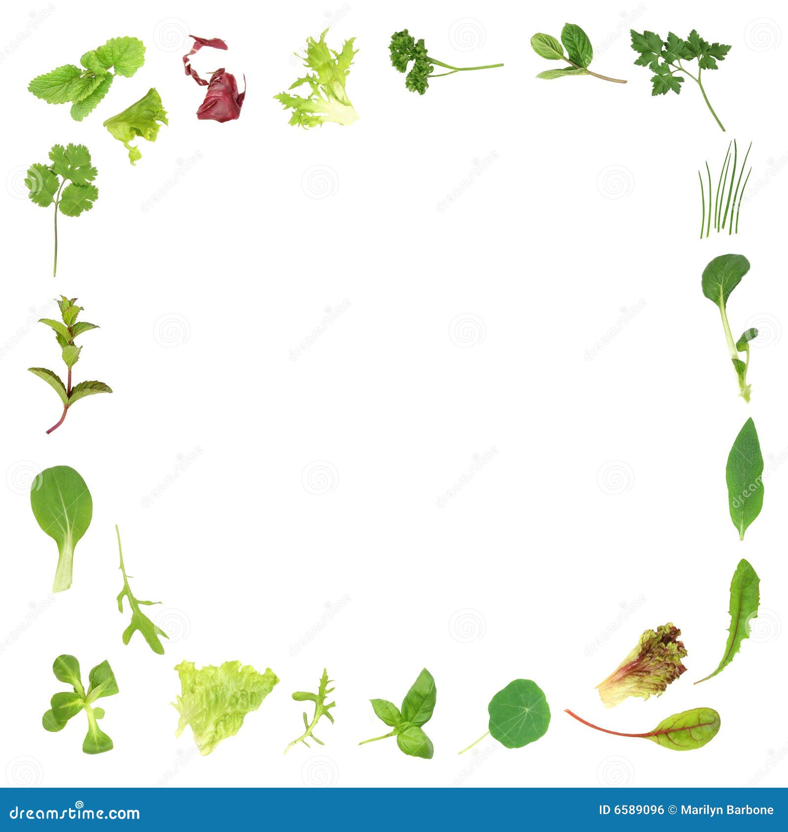 Herb And Lettuce Leaf Border Stock Photo Image of comfrey, crisp 6589096