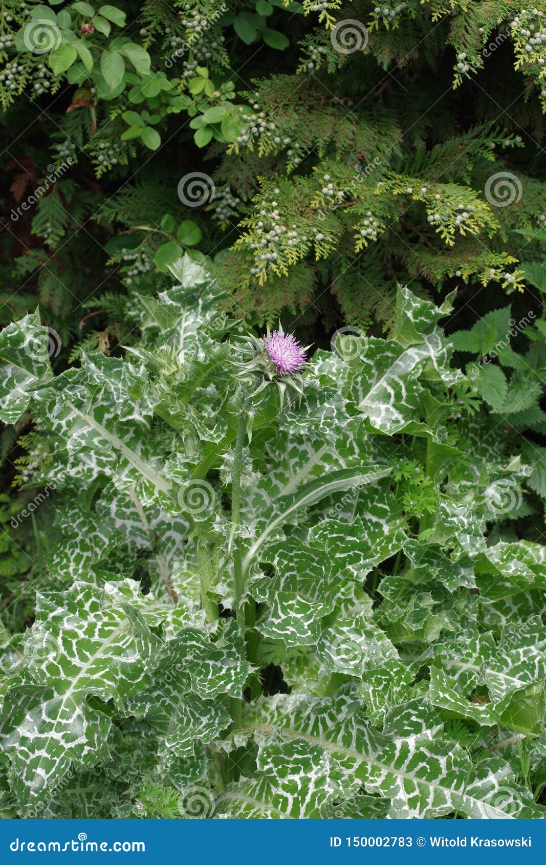 Herb Milk Thistle Silybum Marianum Stock Image Image of flora, color