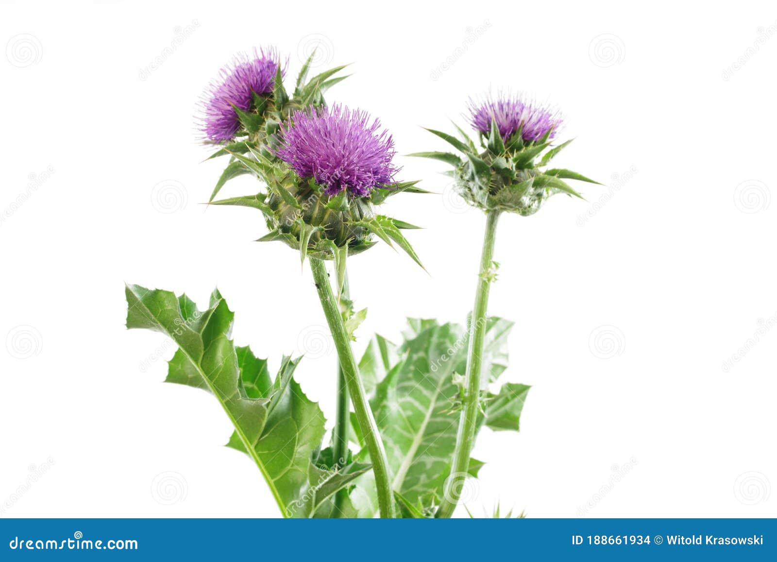 Herb Milk Thistle Silybum Marianum Stock Photo Image of purple