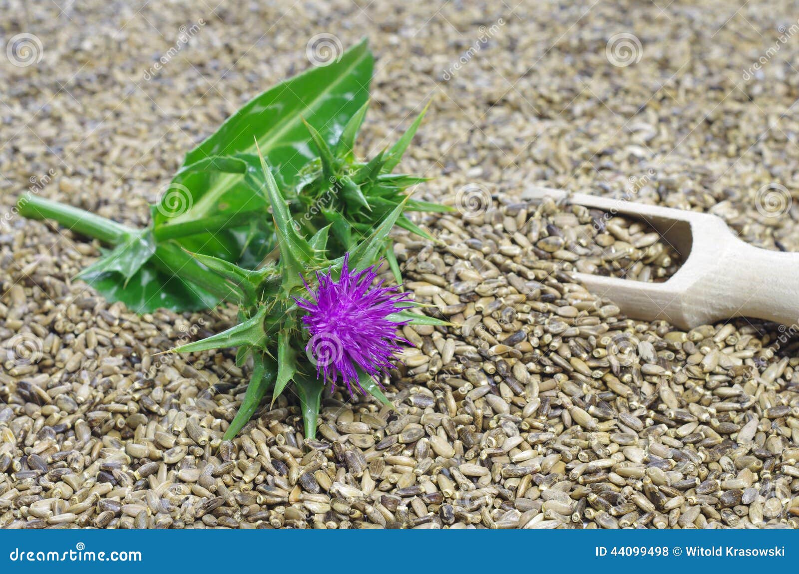 Herb Milk Thistle Silybum Marianum Stock Photo Image of flora