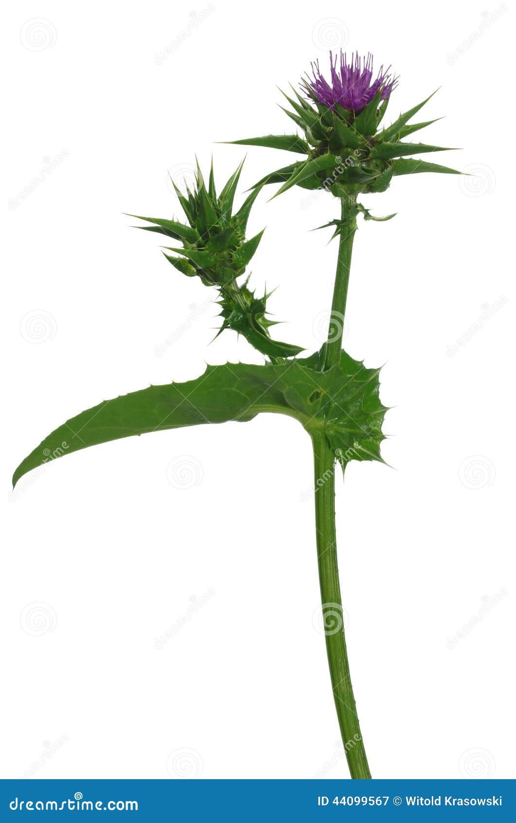 Herb Milk Thistle Silybum Marianum Stock Image Image of medicine