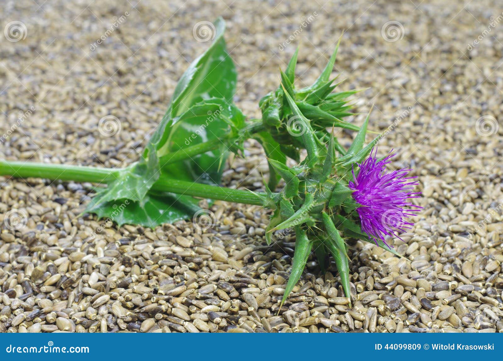 Herb Milk Thistle Silybum Marianum Stock Image Image of bright, corn