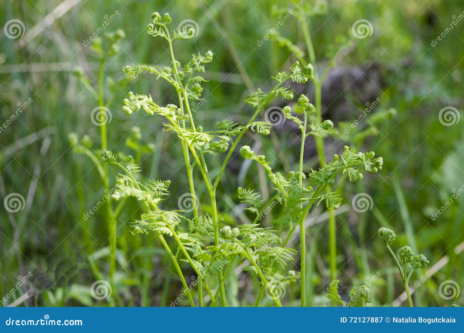 herb the plant fern siberian medicinal