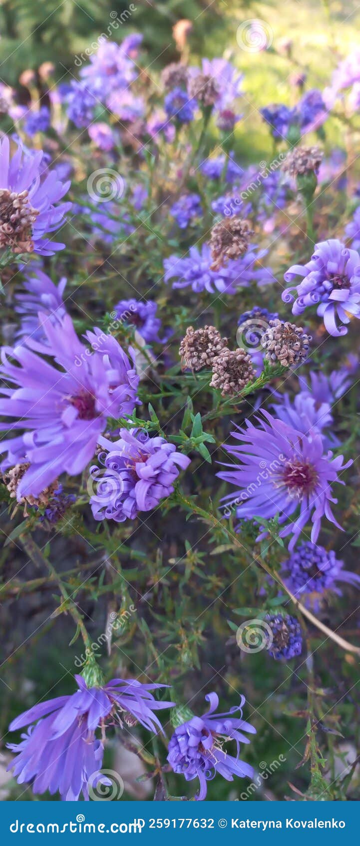 Herb plant flower stock photo. Image of food, lavender 259177632