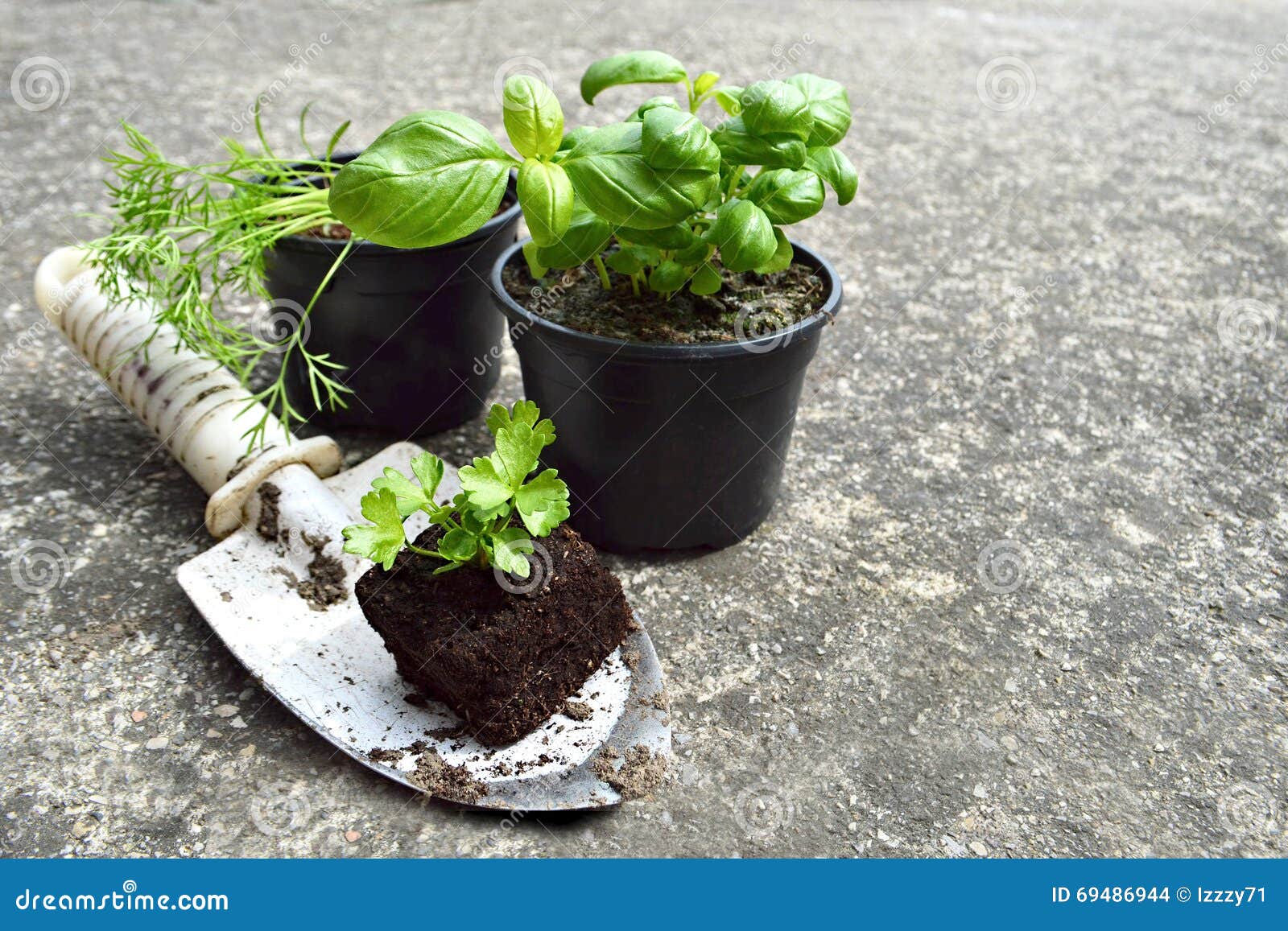 Herb plants in pots stock photo. Image of bush, green 69486944