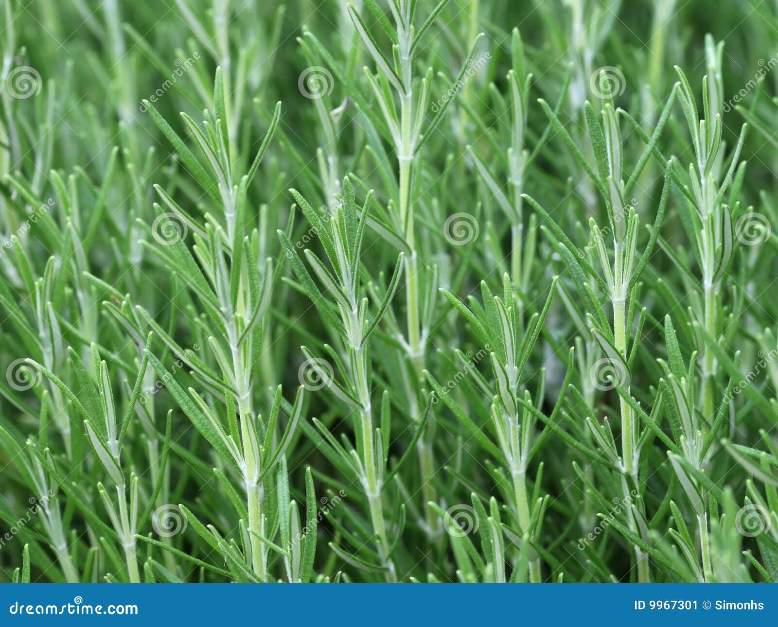 Herb Rosemary Rosmarinus Officinalis Stock Image Image of plant