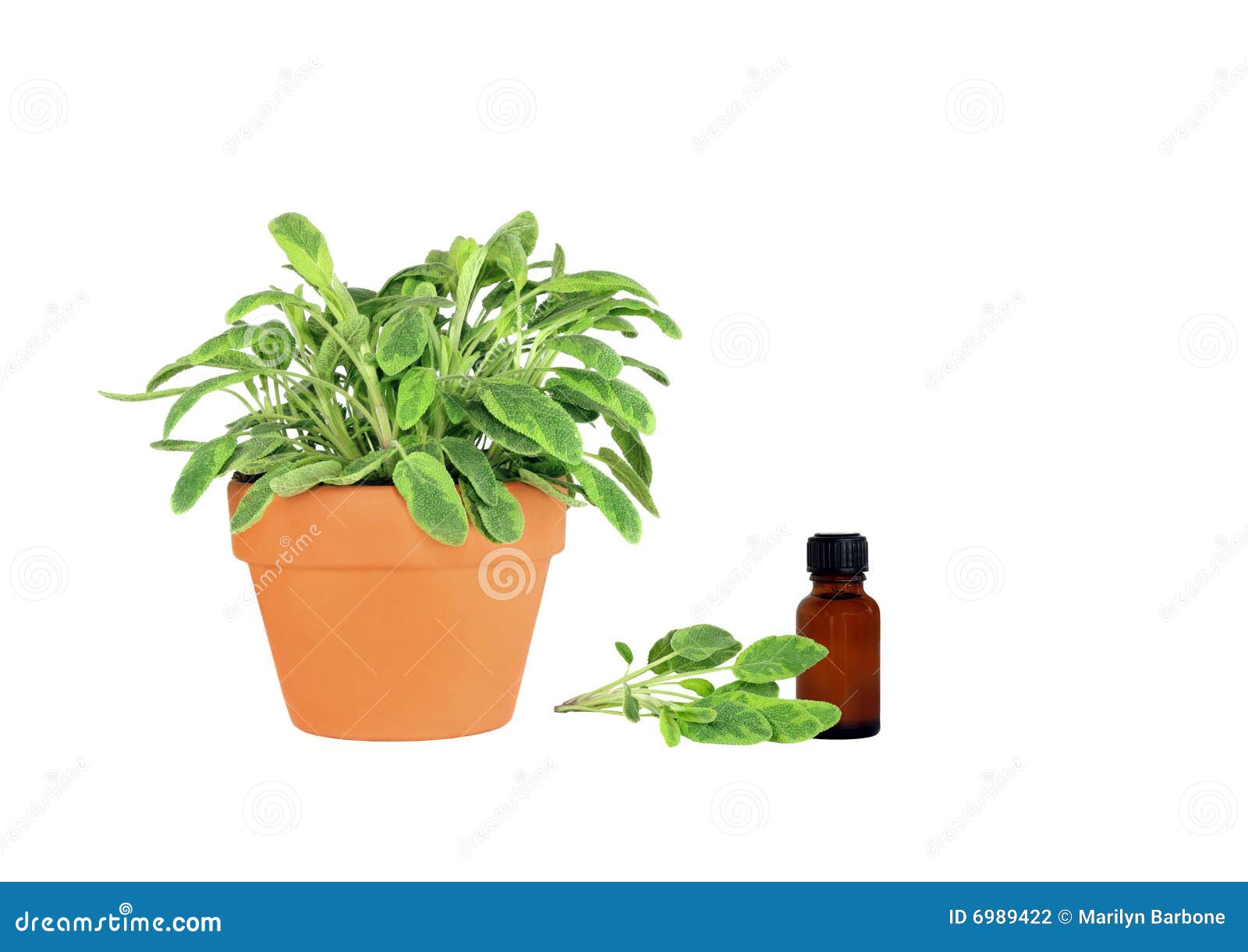 Herb Sage stock photo. Image of ingredients, bottle, essential 6989422