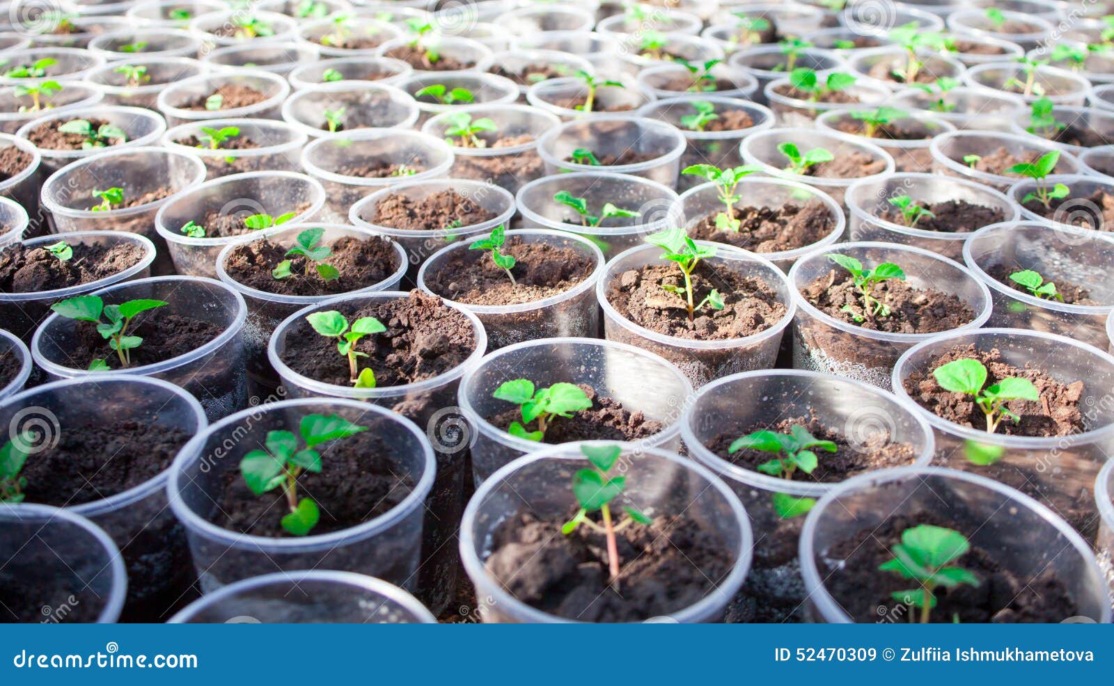 Herb Seedlings Growing in Cans Stock Image Image of opening, objects