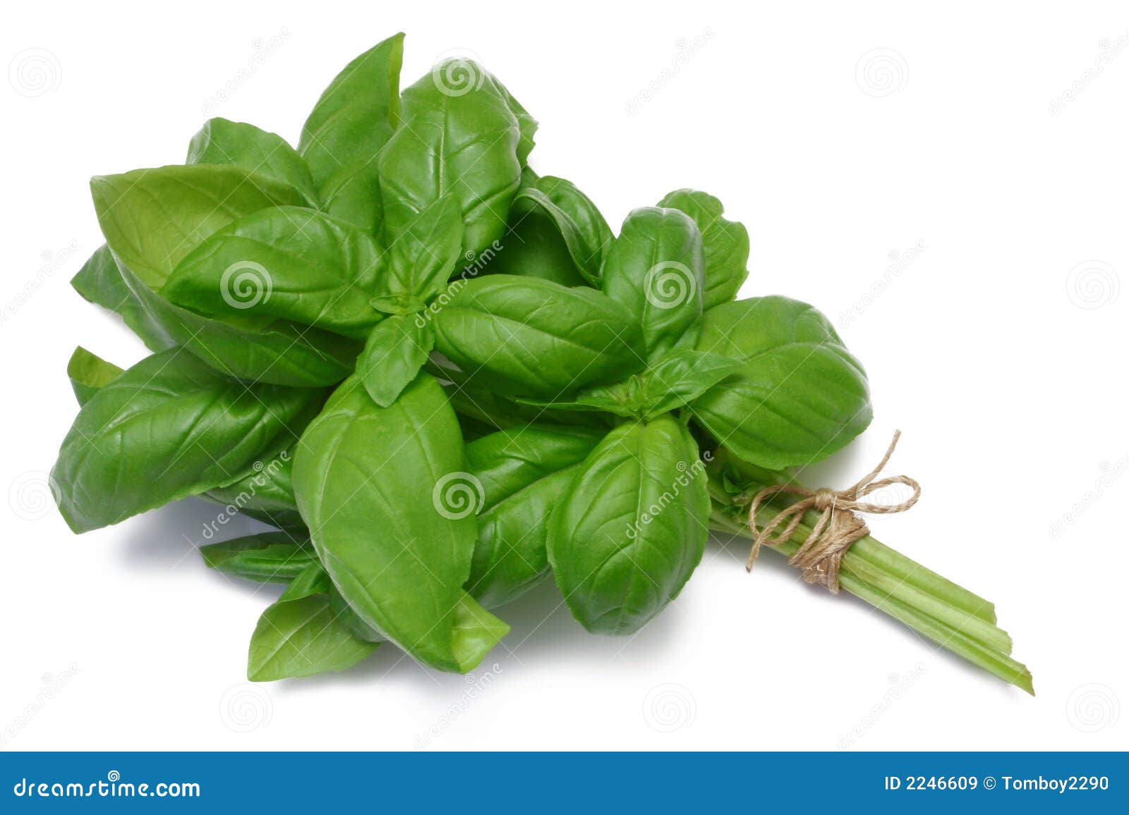 herb series basil