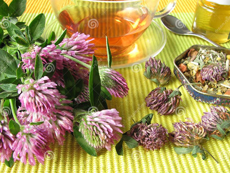 Herb tea with red clover stock photo. Image of plant 16277938