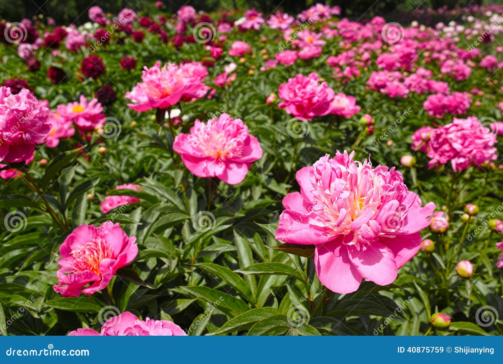 Herbaceous peony flowers stock image. Image of blooming ... Herbaceous peony flowers stock image. Image of blooming ...