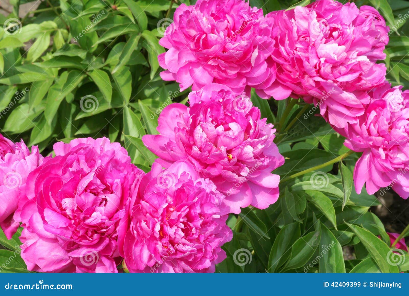 Herbaceous Peony Flowers Stock Photo - Image: 42409399 Herbaceous Peony Flowers Stock Photo - Image: 42409399