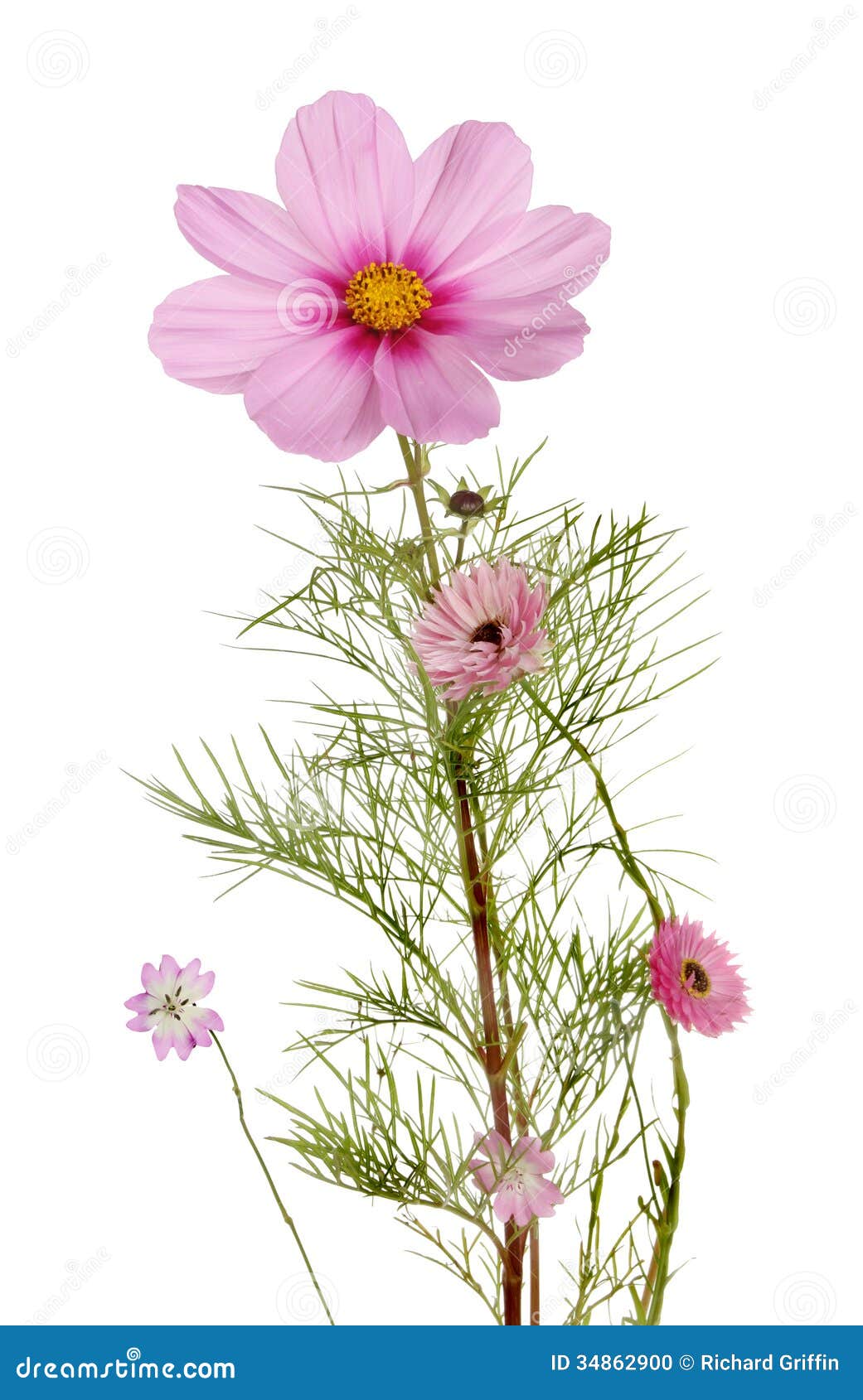 297 Cosmos Herbaceous Perennial Plants Stock Photos - Free & Royalty-Free  Stock Photos from Dreamstime